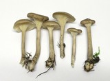 Ampulloclitocybe clavipes image
