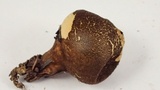 Lycoperdon umbrinum image
