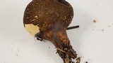 Lycoperdon umbrinum image