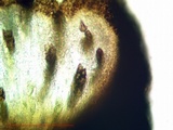 Buellia oidalea image
