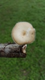 Lentinus swartzii image