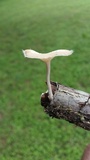 Lentinus swartzii image