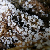 Ceratiomyxa fruticulosa var. fruticulosa image