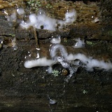 Ceratiomyxa fruticulosa var. fruticulosa image