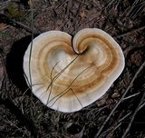 Ganoderma curtisii image