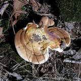 Ganoderma curtisii image