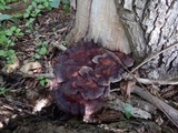 Laetiporus persicinus image