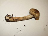 Limacella illinita image