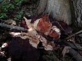 Laetiporus persicinus image