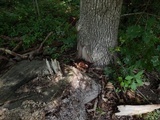 Laetiporus persicinus image