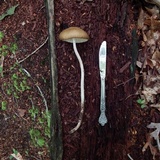 Oudemansiella furfuracea image