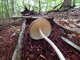 Oudemansiella furfuracea image