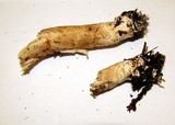 Limacella illinita image