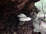 Pluteus petasatus image