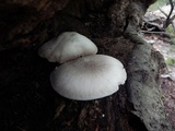 Pluteus petasatus image