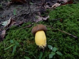 Boletus auripes image