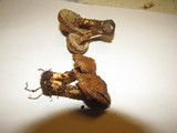 Inocybe hystrix image