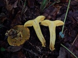 Boletus auripes image