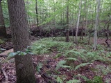 Boletus auripes image