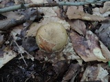 Retiboletus griseus image