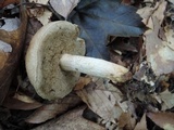 Retiboletus griseus image