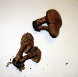 Inocybe hystrix image