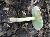 Amanita flavorubens image