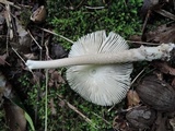 Amanita rhacopus image