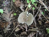 Amanita rhacopus image