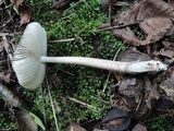 Amanita rhacopus image