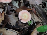 Russula bicolor image