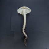 Amanita magniradix image