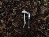 Amanita magniradix image
