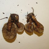 Inocybe hystrix image