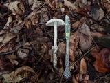 Amanita magniradix image