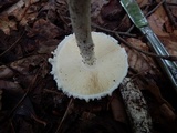 Amanita magniradix image