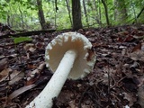 Amanita magniradix image
