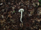 Amanita magniradix image