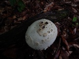 Amanita magniradix image