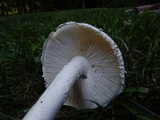 Amanita magniradix image