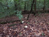 Amanita magniradix image