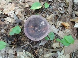 Russula cyanoxantha image