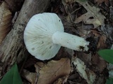 Russula cyanoxantha image