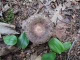 Russula cyanoxantha image