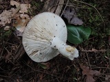 Russula cyanoxantha image