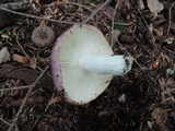 Russula cyanoxantha image