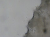 Inocybe hystrix image