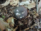 Russula cyanoxantha image