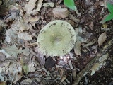 Russula cyanoxantha image