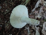 Russula cyanoxantha image